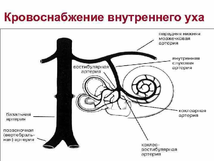 Кровоснабжение улитки внутреннего уха. Кровоснабжение внутреннего уха анатомия. Кровоснабжение и иннервация внутреннего уха. Кровоснабжение внутреннего уха венозный отток. Внутреннее ухо кровообращение