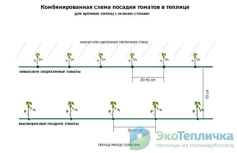 Сколько кустов томатов можно посадить. Схема высадки томатов в теплице 3х6. Схема посадки томатов в теплице 3х8. Схема посадки огурцов в теплице 3х4. Схема высадки рассады перца в открытый грунт.