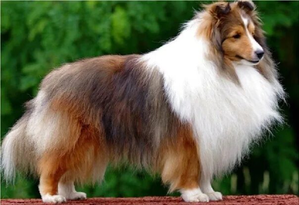 Собака похожая на колли. Шелти. Шетландская овчарка шелти. Шелти трехцветные. Мини колли шелти.
