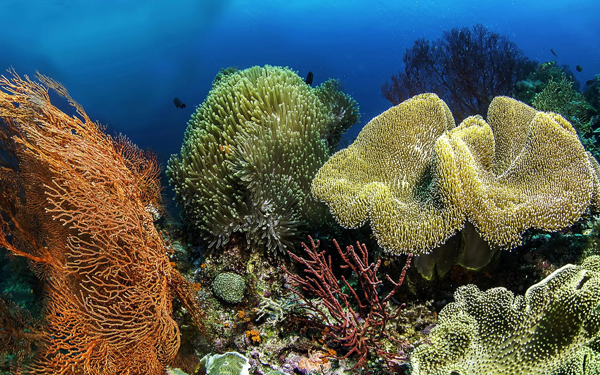 Морские растения список. Коралл мозговик красного моря. Коралловые полипы Тихого океана. Барьерный риф в тихом океане. Морские губки на большом барьерном рифе.