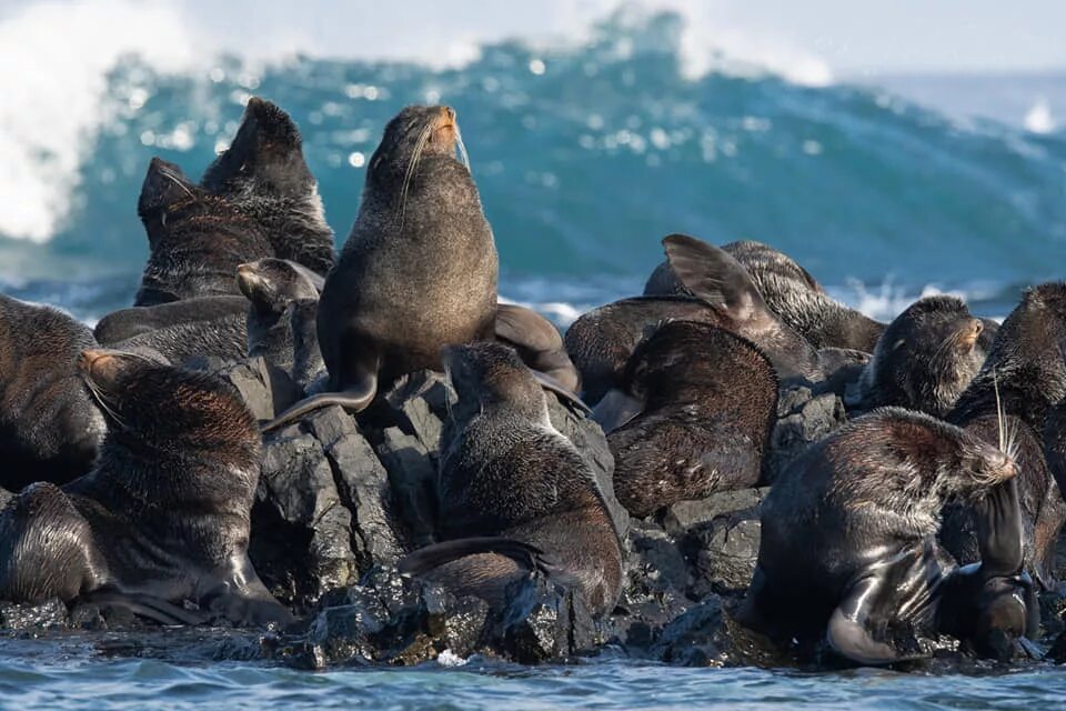 Моржи на командорских островах. Командорский заповедник морские котики. Заповедник морских млекопитающих. Тюлени в кандалакше. Командорские острова лежбище морских котиков.
