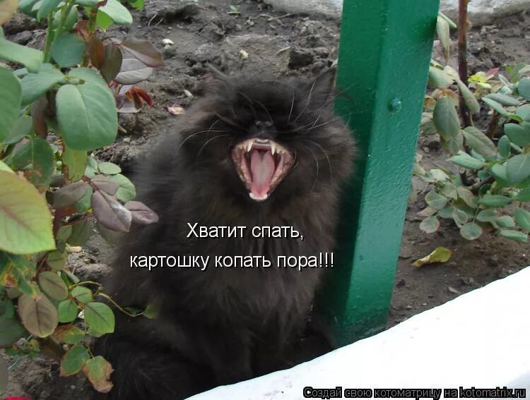 Хватит спать выходи на улицу. Доброе утро пора копать картошку. хватит спать. беззащитны шипы. васька муська.