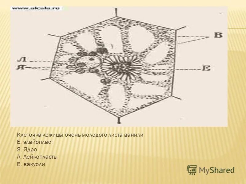 Кожица традесканции под микроскопом. Лейкопласты в клетках эпидермиса (кожицы) листа традесканции. Клетки эпидермиса листа традесканции. Лейкопласты в клетках кожицы листа традесканции. Клетки эпидермы листа традесканции.