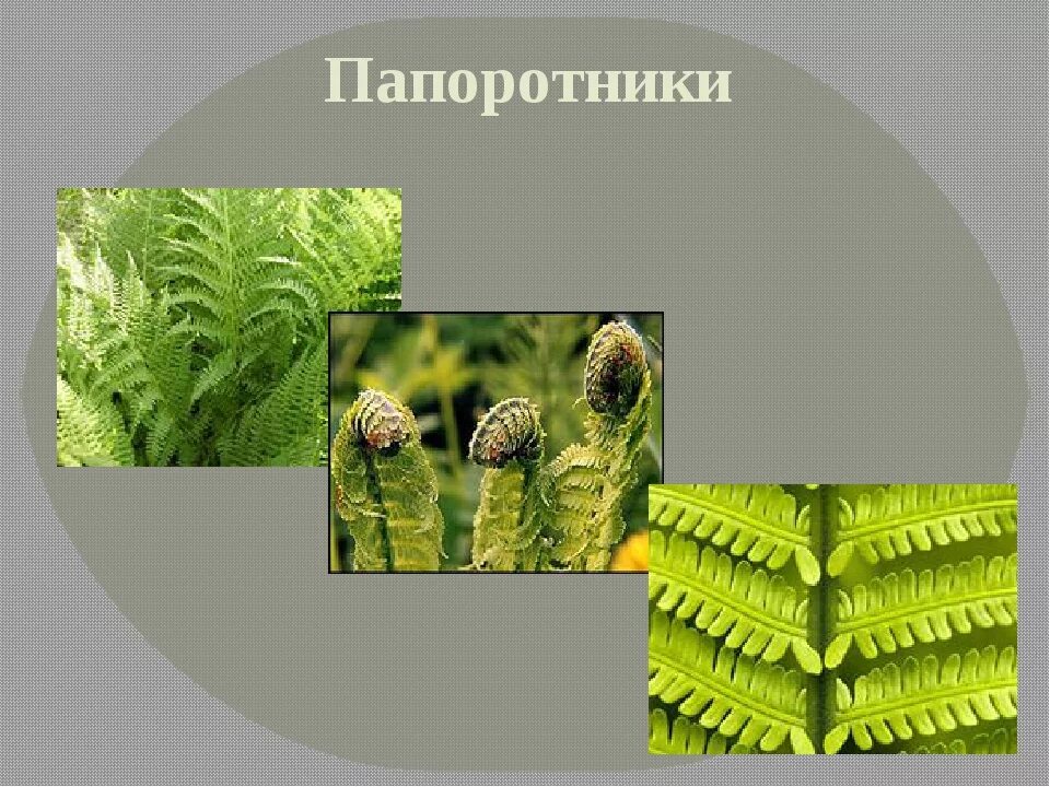 Плауны хвощи папоротники 5 класс. Папоротники 6 класс биология. Мхи плауны папоротники. Папоротникообразные 6 класс биология.