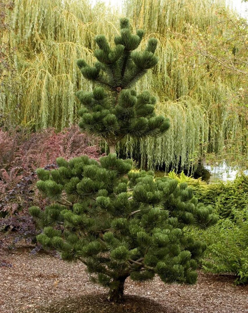 Сосна нигра описание. Сосна Pinus nigra. Сосна Горная Орегон Грин. Сосна черная (Pinus nigra). Сосна Нигра Орегон Грин.