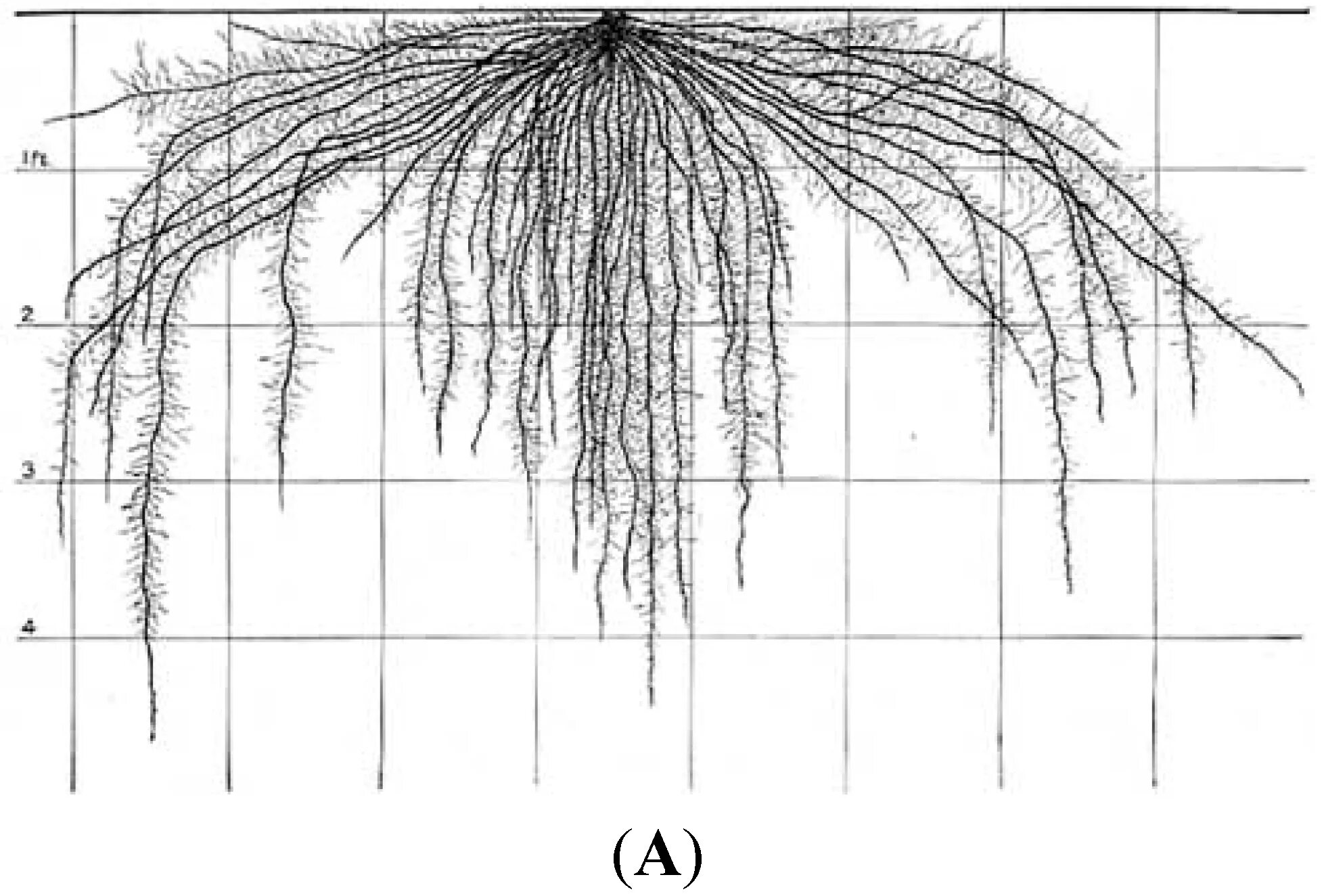 Root development. Корневая система арбуза глубина и расположение. Корневая система бахчевых культур. Корневая система ивы плакучей. Корневая система бахчевых культур.