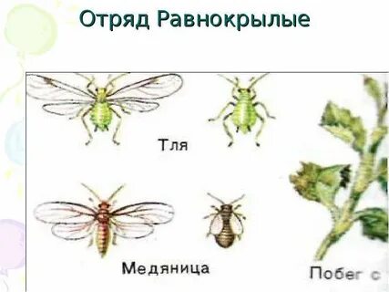 Представители равнокрылых