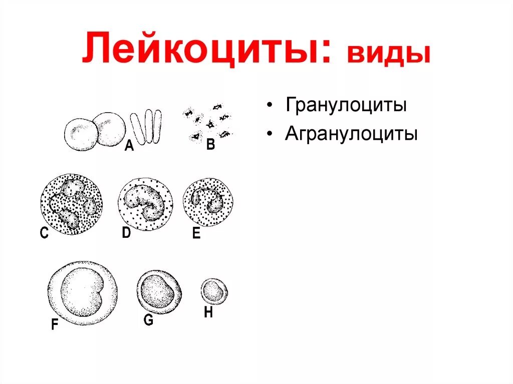 Лейкоциты человека рисунок с обозначениями. Гранулоциты и агранулоциты таблица. Лейкоциты гранулоциты и агранулоциты. Лейкоциты рисунок строение. Лейкоциты определяют группу крови