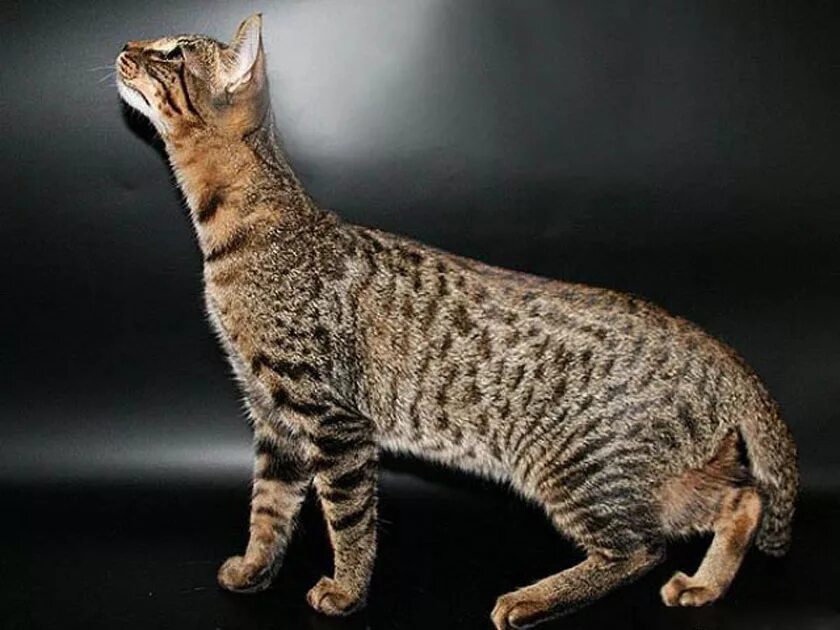 Длинная кошка порода. Серенгети (порода кошек). Табби Серенгети. Котята породы Серенгети. Саванна Серенгети кошка.