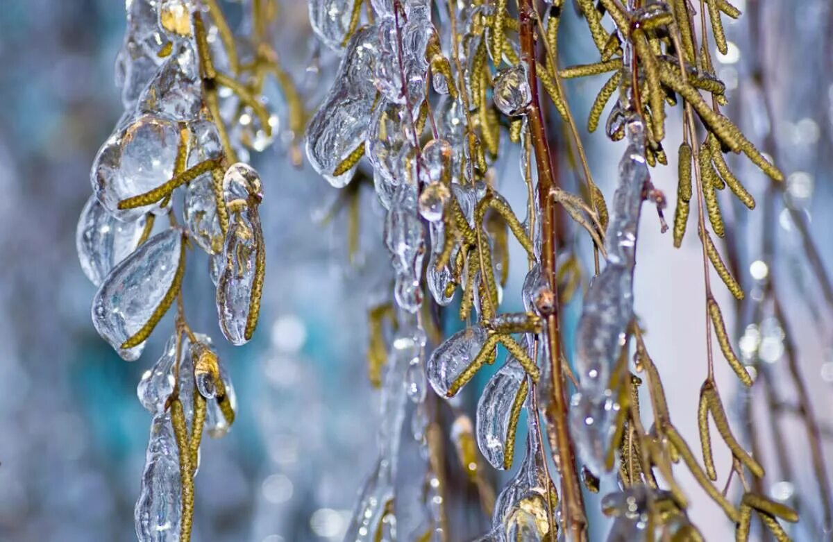 как нарисовать ледяной дождь. природа после ледяного дождя. ледяной дождь двери купе. ледяной дождь. ледяной дождь слушать.