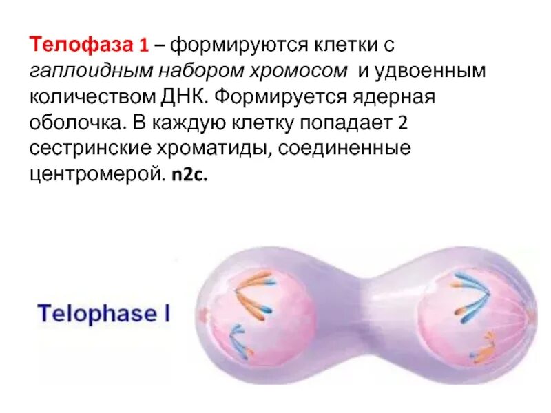 Телофаза 2 хромосомный набор. Описание телофазы 1. Телофаза 1. Телофаза мейоза 1 набор хромосом.