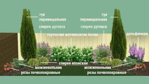 Какое расстояние при посадке туи