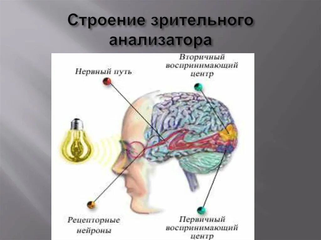 Анализатор строение и функции глаза. Анализатор строение и функции глаза