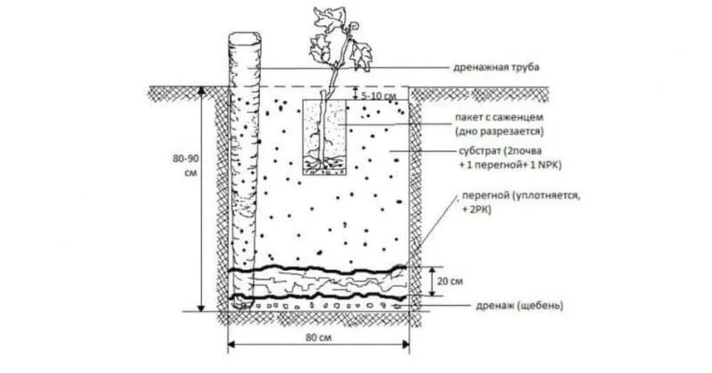 Схема посадки саженцев винограда. Схема посадки винограда весной саженцами. Посадка винограда весной саженцами. Схема установки трубы для полива винограда. На какую глубину сажать виноград