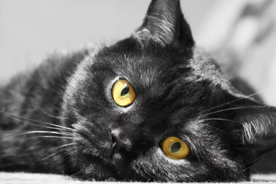 Напиши мне кошек. Куки кот или кошка. Напиши мне кошек. Смешные котята. Котик склонил голову.