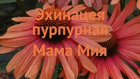 Эхинацея мама