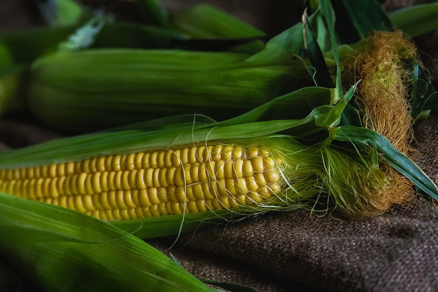 Фото кукурузы. ЧЕРЕЗЗЕРНИЦА кукурузы. Неопыленный початок кукурузы. Кукуруза початок. Кукурузная кочерыжка.
