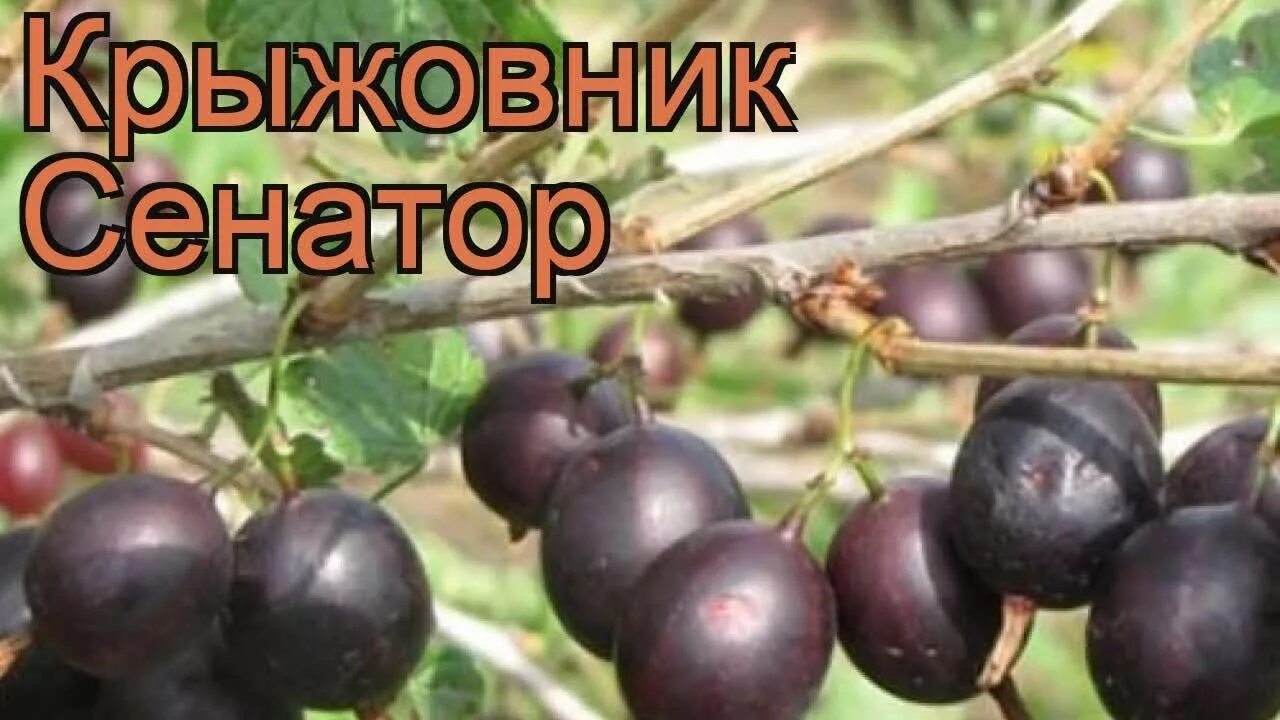 Крыжовник консул описание. Крыжовник сорт Консул. Крыжовник Грушенька (с2). Крыжовник сорт Садко. Крыжовник сенатор.