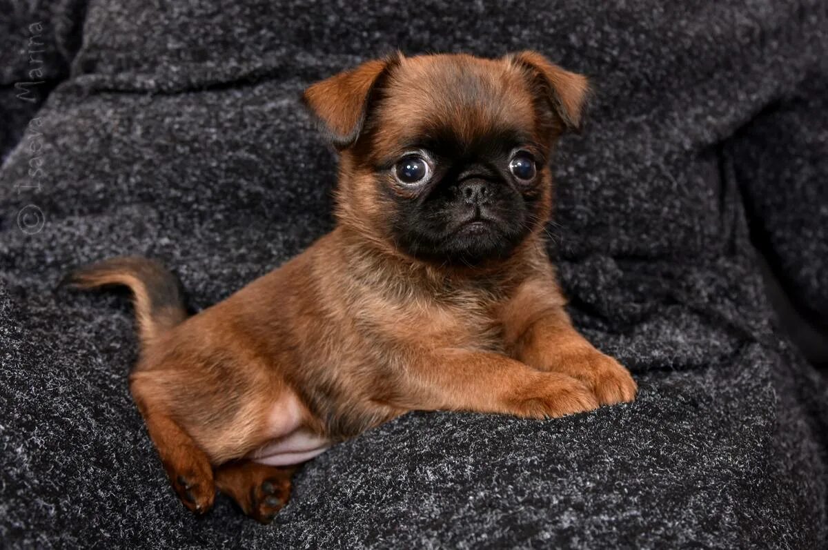 Бельгийский и брюссельский гриффоны и пти-брабансон. Порода пти брабансон. Гриффон пти брабансон черный. Грифон пти брабансон. Гриффон пти брабансон.