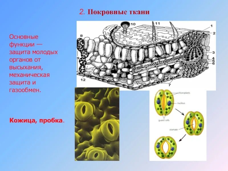 Рисунок покровной. Покровная ткань. Покровная ткань растений. Пробка вторичная покровная ткань. Функции покровной ткани.