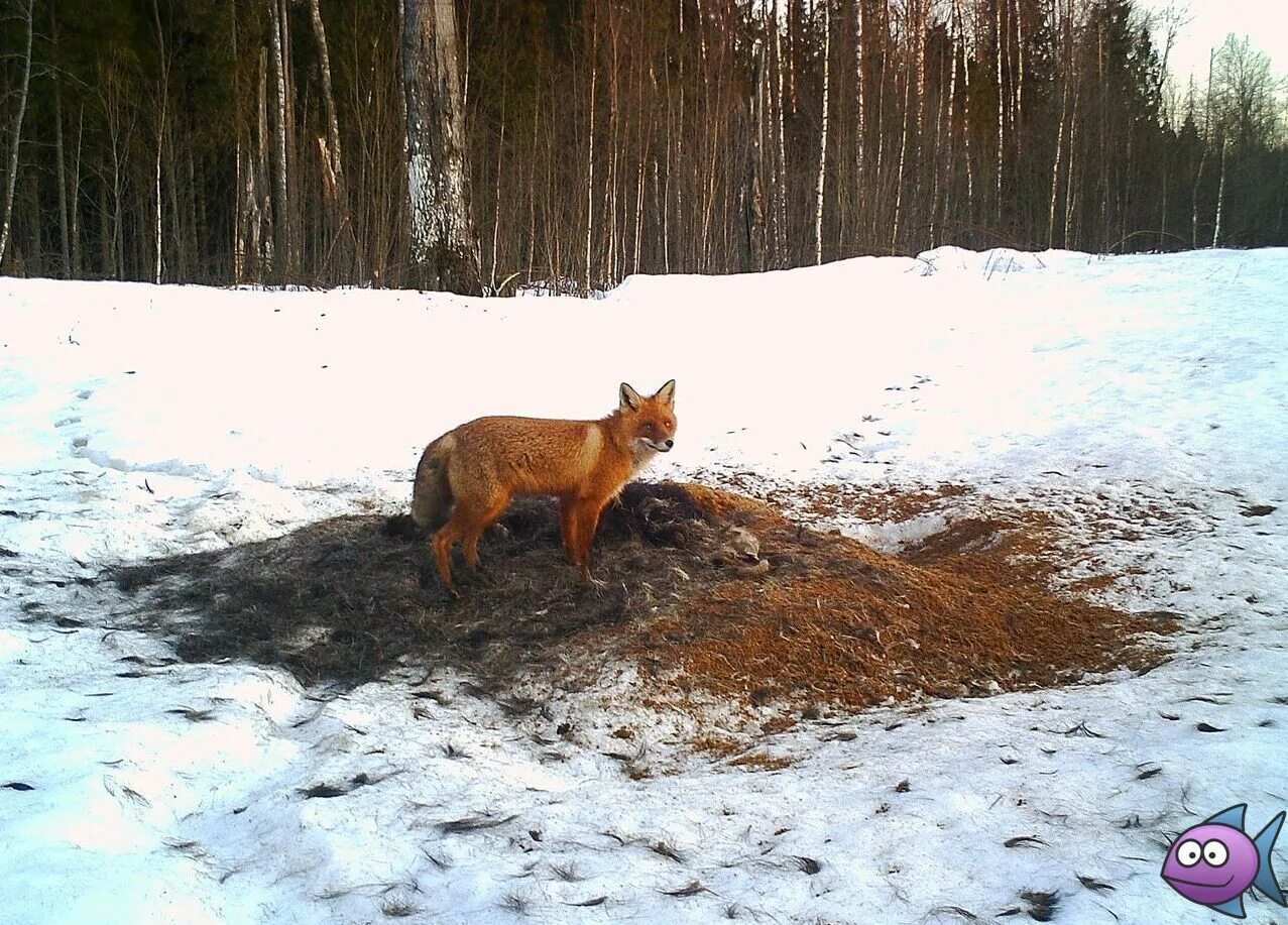 Охота на лисицу спид ап. Охота на Волков Лис на приваде. Охота на лисицу на приваде.