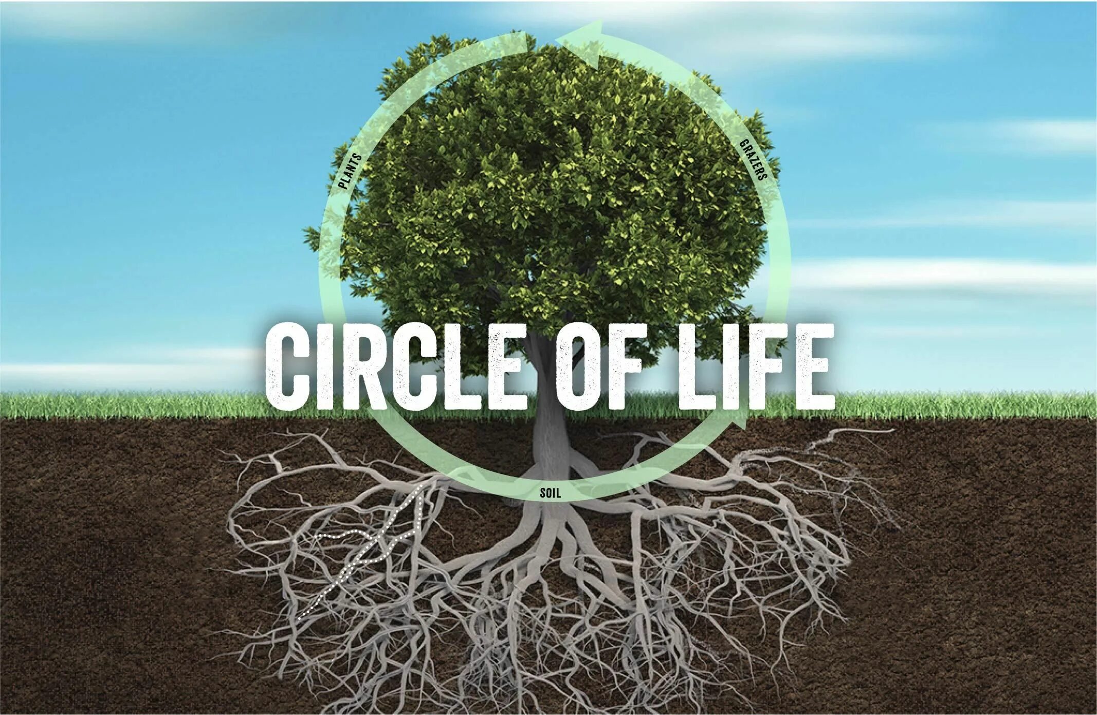 Life is circle. "The circle of Life" - круг жизни.. Grassland Carbon Cycle. Ecosystem Plants Soil. Tree circle Carbon.