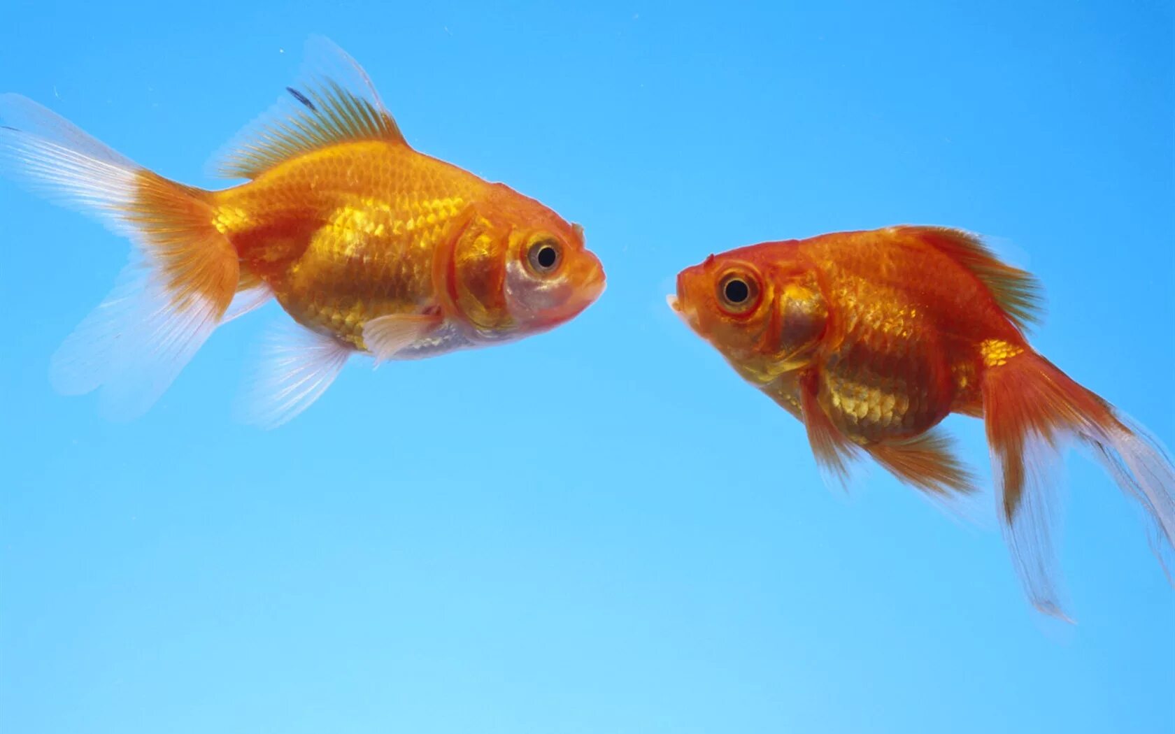 постепенно рыбка. аквариумные рыбки. рыбки. константин бальмонт золотая рыбка. рыба петушок акварелью.