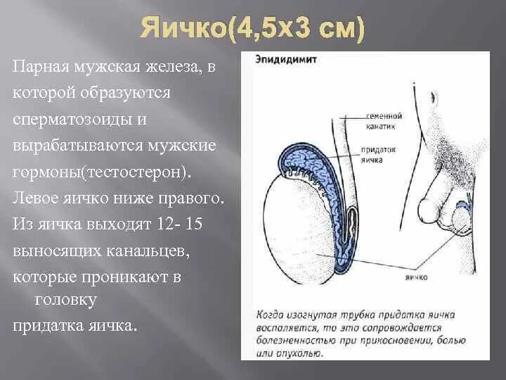 Почему левое яичко