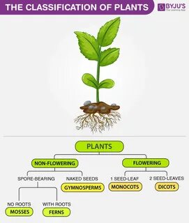 Plant в прошедшем