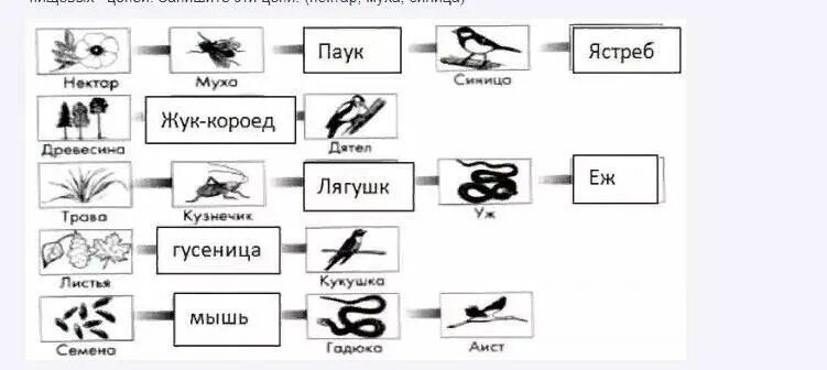 Ястреб дрозд гусеница крапива пищевая цепь