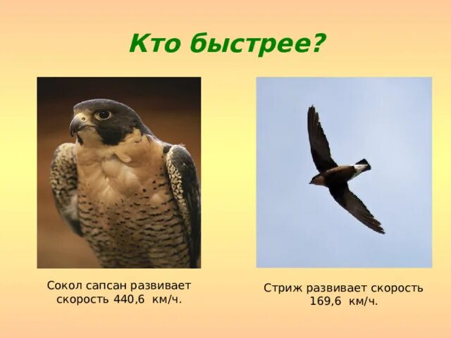 Сапсан развивает скорость