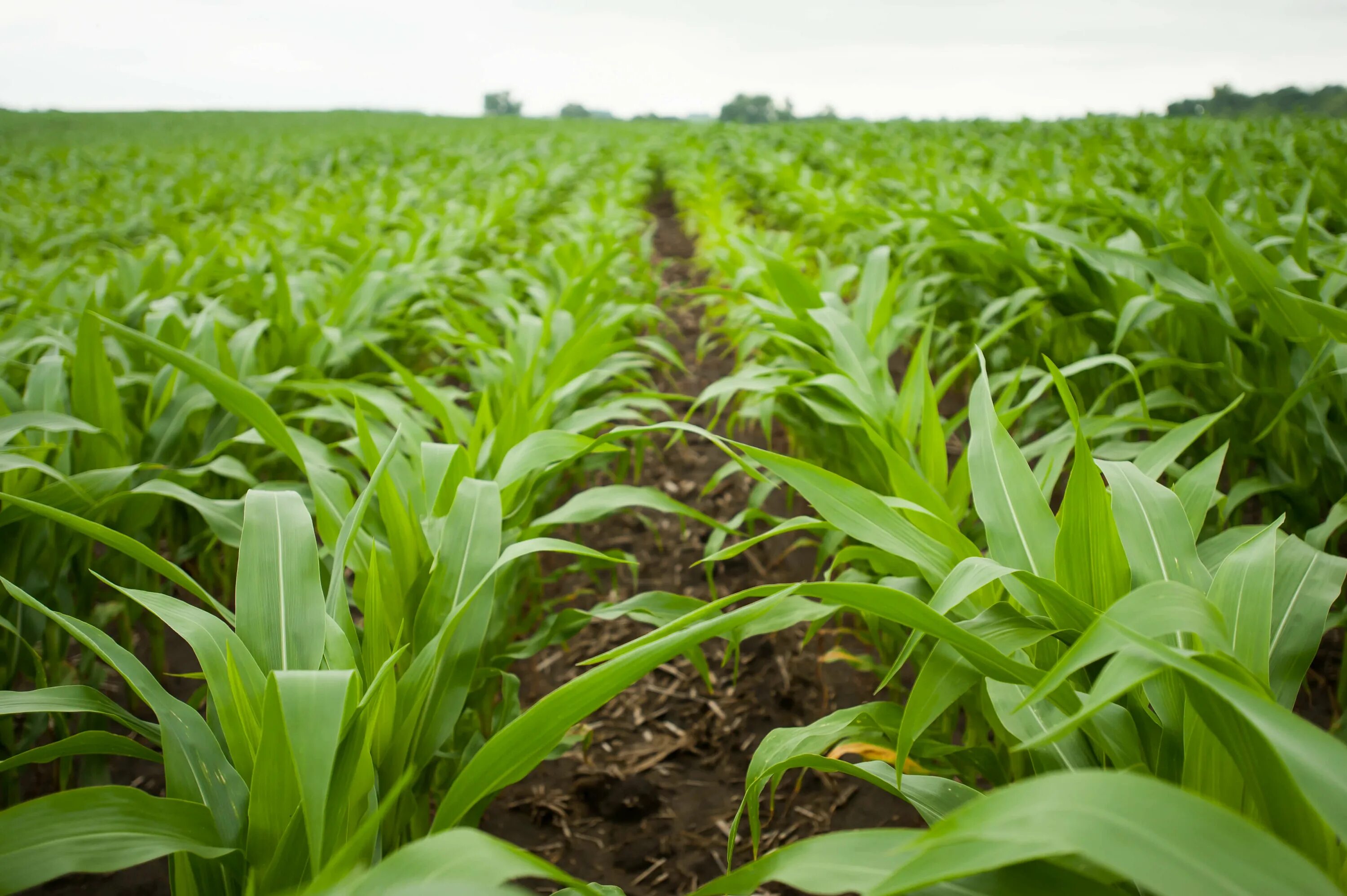 Кущение кукурузы. Окукучивание кукурузы. Всходы кукурузы. Плантации кукурузы. Повышение урожайности растений