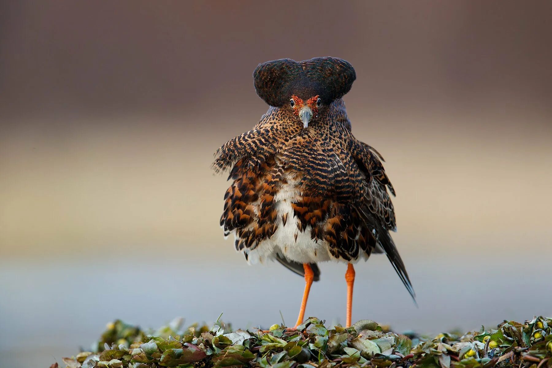 Болотный кулик турухтан. Выступающая птица. Шафрановый вьюрок. Выступающая птица. «голубые сойки».