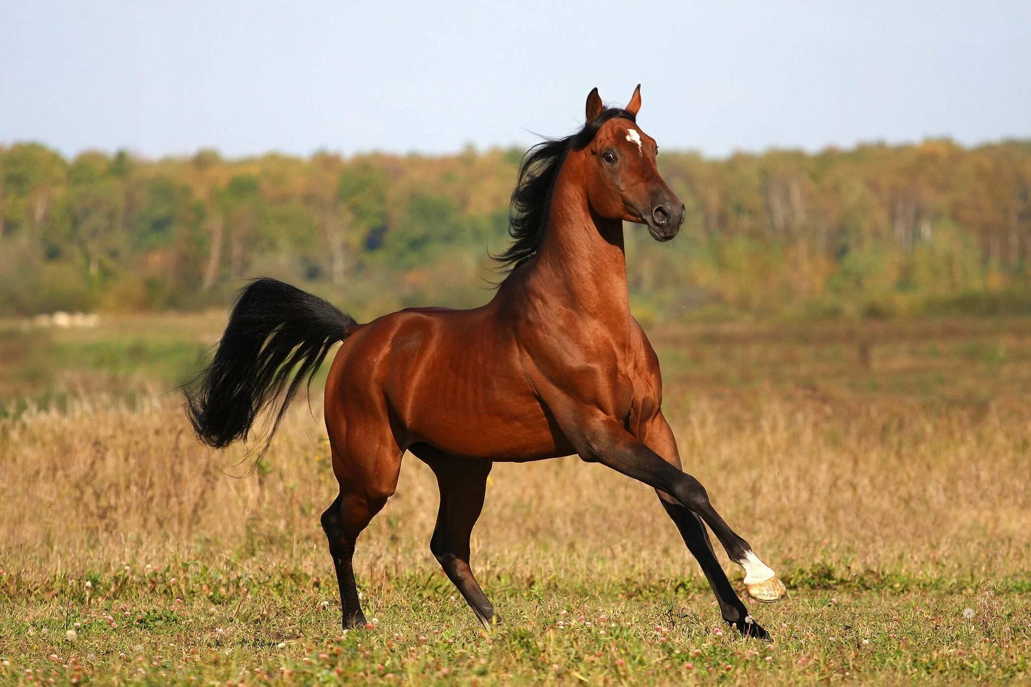 Сильная верховая