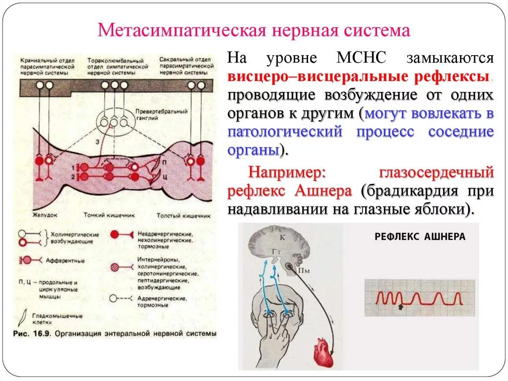 Интрамуральный отдел ВНС Метасимпатическая нервная система. Схема рефлекторной дуги метасимпатической нервной системы. Рефлекторная дуга метасимпатической системы. Метасимпатический отдел вегетативной нервной системы структура. Рефлексы замыкаются