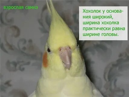 Как отличить попугая мальчика от девочки корелла