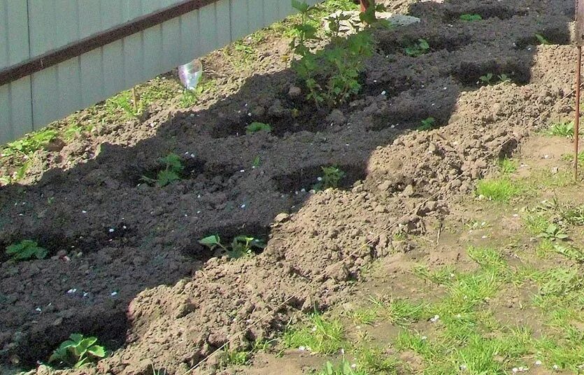 Когда можно пересаживать клубнику на новое место. Пересадить клубнику весной. Пересадка клубники на другое место. Надо ли пересаживать клубнику на другое место. Пересадка клубники осенью на новое место подготовка почвы.