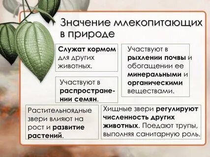 Значение млекопитающих в жизни человека