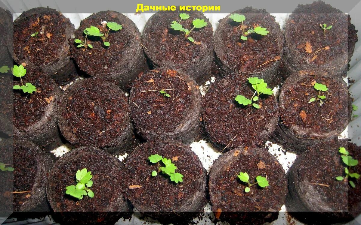 Ростки земляники. Клубника ремонтантная всходы. Земляника садовая из семян. Землянику пикировать рассаду. Рассада семенами клубники.