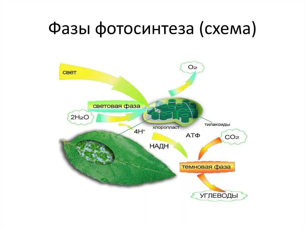 Co2 h2o фотосинтез. Схема фотосинтеза световая и темновая. Световая и темновая фаза схема. Световая фаза фотосинтеза 10 класс. Световая фаза фотосинтеза схема.