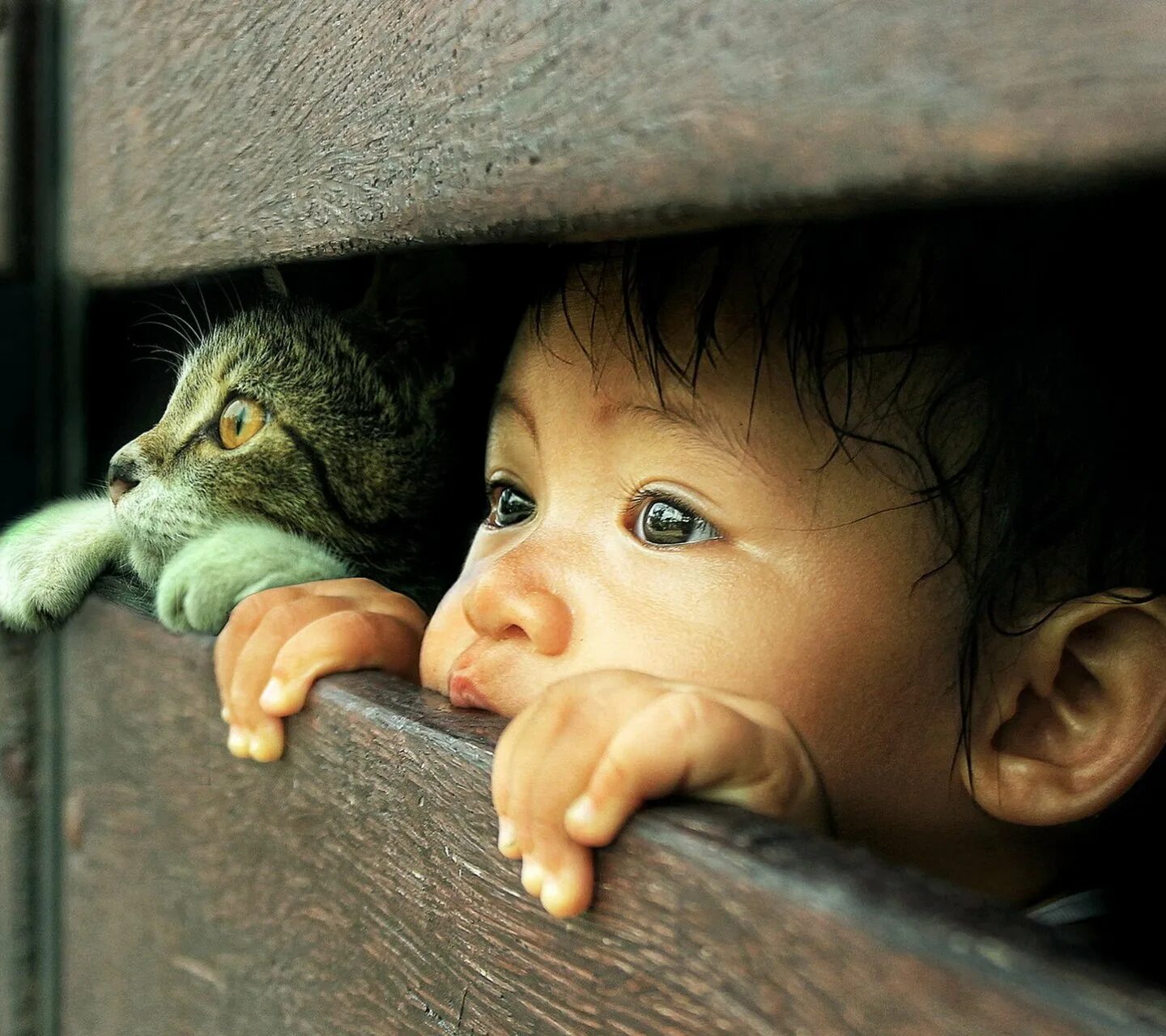 Любопытство 3. Для детей. Животные. Самая позитивная картинка. Любопытный ребенок. Любопытство эмоция.