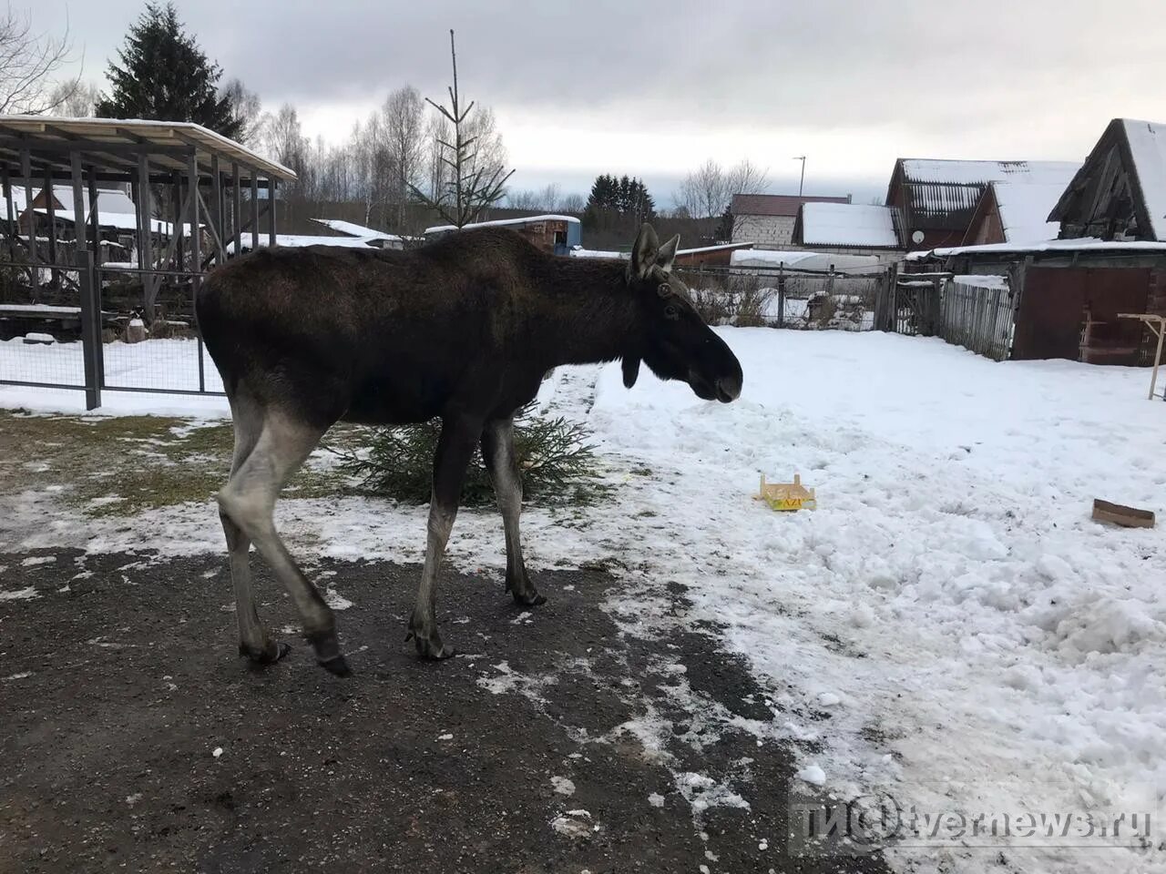 Дикий Лось Чебоксары. Дикий лось магазин