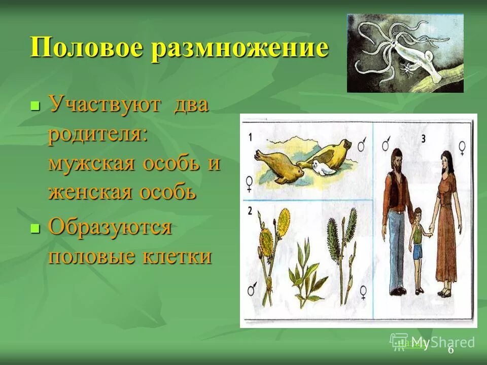 Размножение свойство живых организмов. Способы размножения живых организмов. Живые организмы размножаются. Как размножаются живые организмы. Бесполое размножение животных примеры.