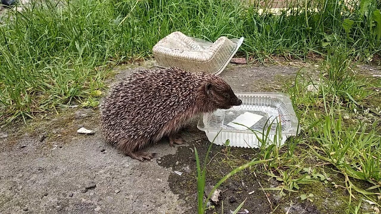 Ежик в воде. Бездомный Ежик. Еж бомж. Еж пьет воду. Ежик пьет.