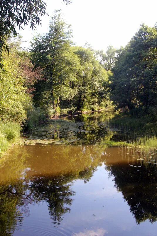 суходрев апрелевка