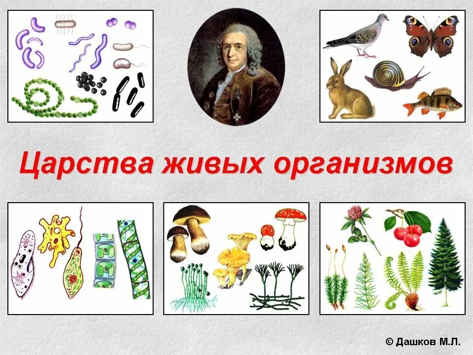 Назови царство. Царства живой природы 6 класс биология. Царства живых организмов 6 класс. Царства живых организмов 5 класс. Царство животных растений грибов бактерий.