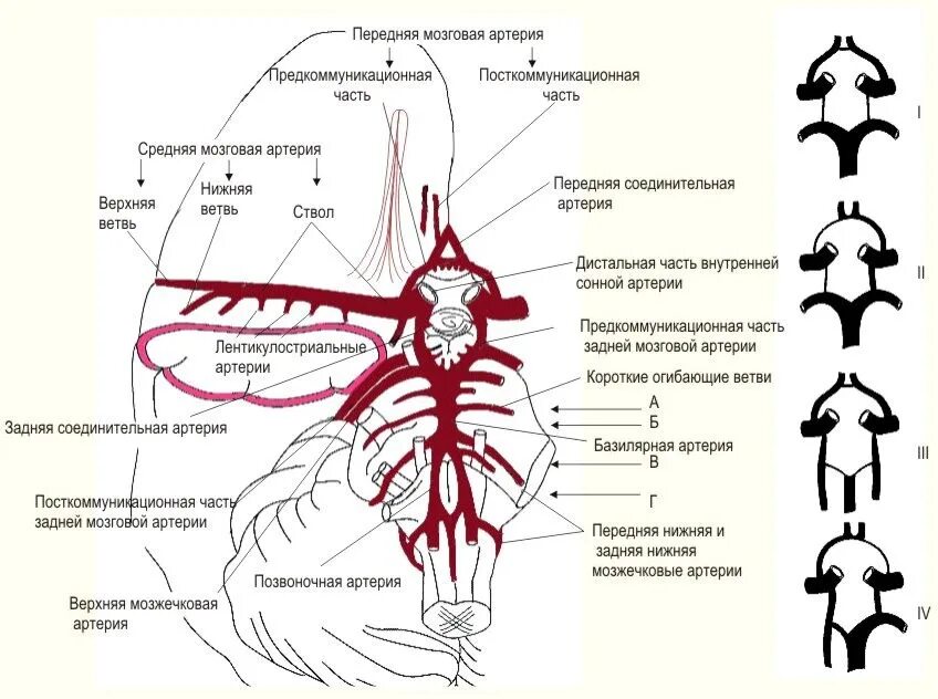 Передняя мозговая артерия сегменты а1. Строение виллизиева круга анатомия. сегменты артерий головного мозга схема. сосуды виллизиева круга анатомия. сегменты средней мозговой артерии.
