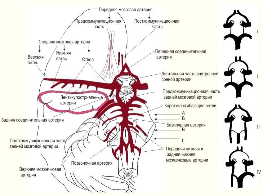 Артерии среднего мозга. Анатомия средней мозговой артерии сегменты. Артерии Виллизиева круга анатомия. Ветви средней мозговой артерии анатомия. Схема Виллизиева круга анатомия.