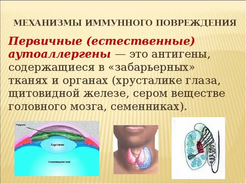 Иммунный глаз. Механизмы иммунного повреждения. Забарьерные органы и ткани. Естественные аутоаллергены. Механизмы аутоиммунного повреждения тканей.