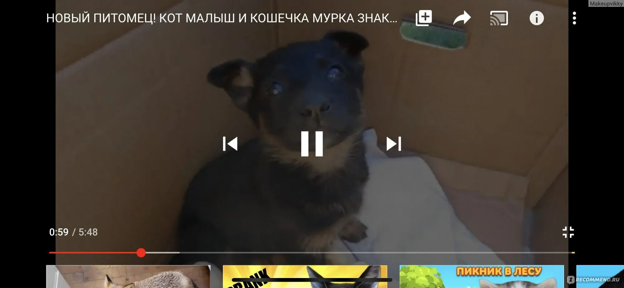 Анука давайка дзен. Кот малыш из анука давайка. анука давайка фото. мемы анука давайка. анука давайка малыш фото.